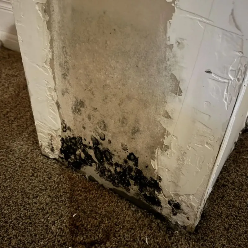 Professional Mold Removal in Greenville, MS